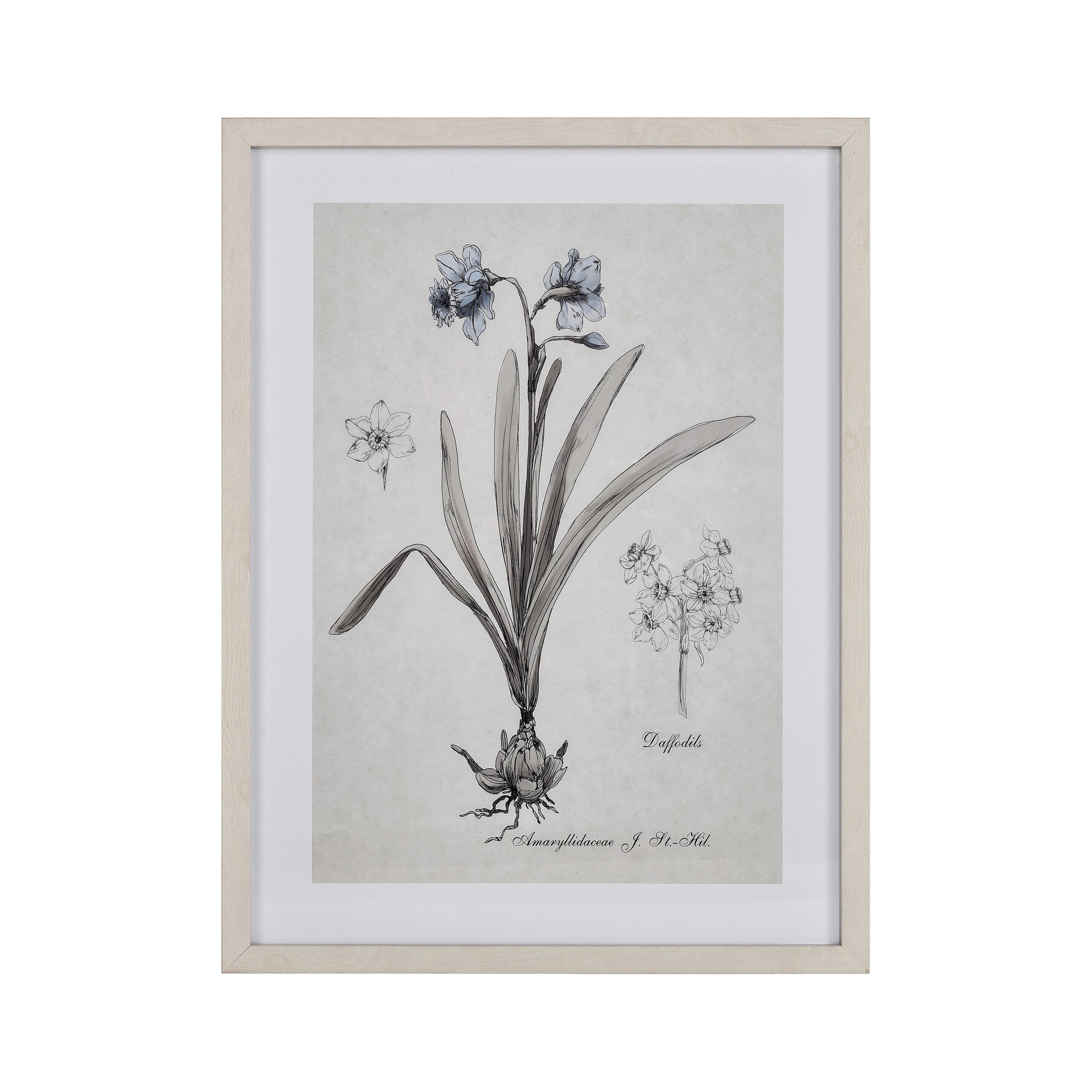 Daffodil Botanic Framed Wall Art